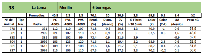 Lote 6 borregas