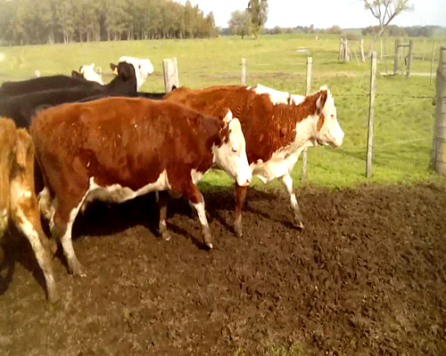 Lote 11 Vaca en Colonia