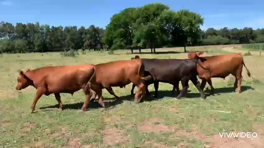 Lote 18 Novillitos