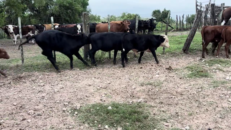 Lote TERNEROS Y TERNERAS