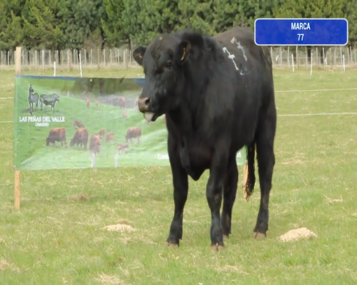 Lote 1 Toro en Coyhaique, XI Región Aysén