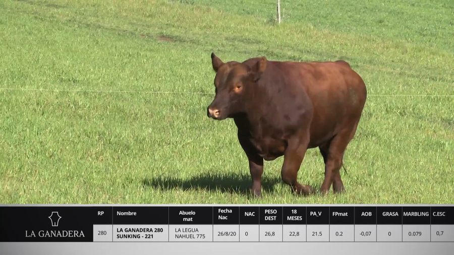 Lote LA GANADERA 280 SUNKING - 221