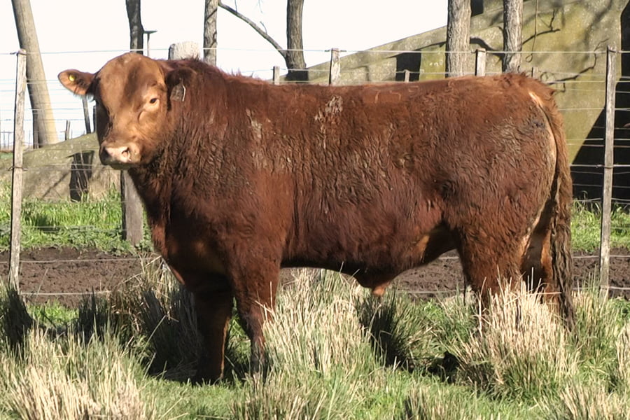 Lote TOROS PP 2 años