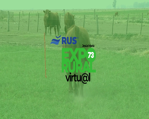 Lote TOROS PUROS CONTROLADOS ANGUS