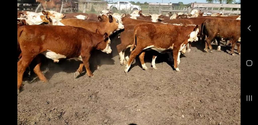 Lote 50 Terneros/as en Villaguay, Entre Ríos