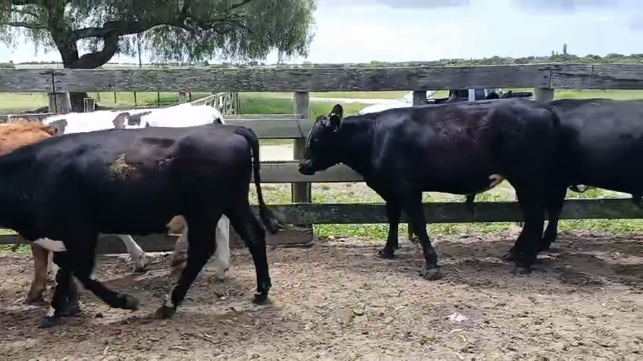 Lote 12 Novillos a remate en Pantalla Camy, San José