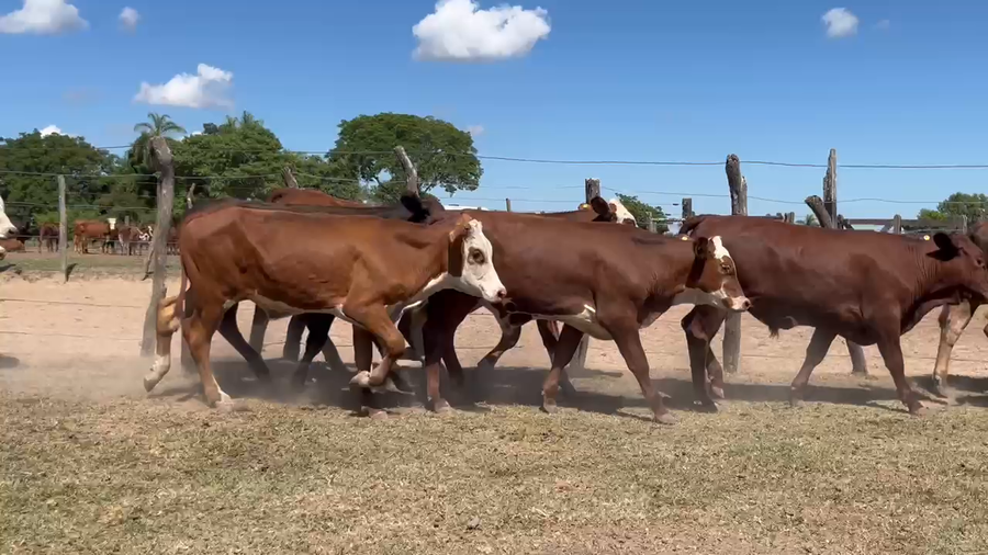 Lote 70 Terneros en Corrientes, Saladas