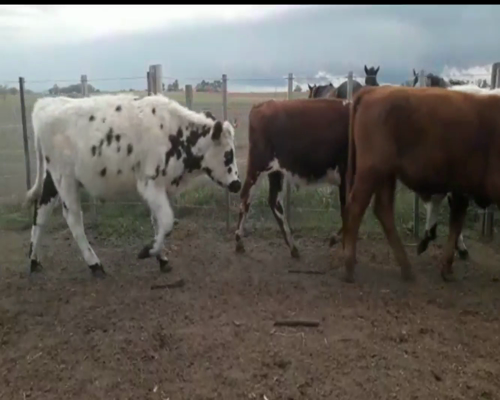 Lote Novillos y Vaquillonas