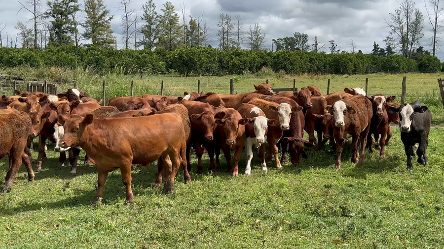 Lote 86 Terneros en Corrientes, Monte Caseros