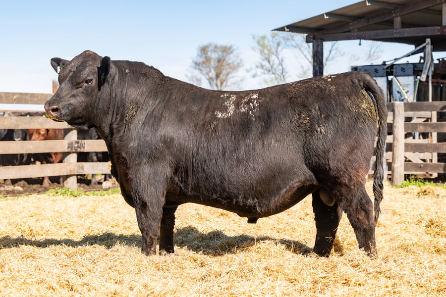 Lote Toro PC