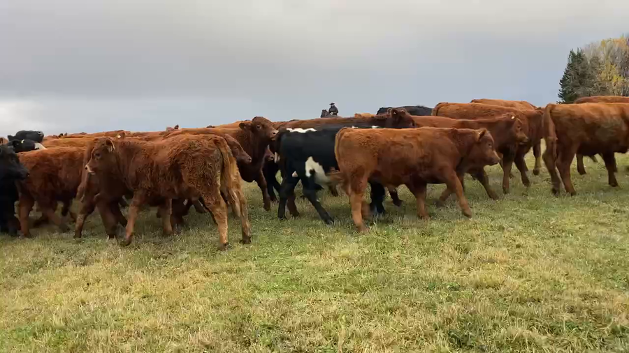 Lote 90 Ternero en Coyhaique, XI Región Aysén