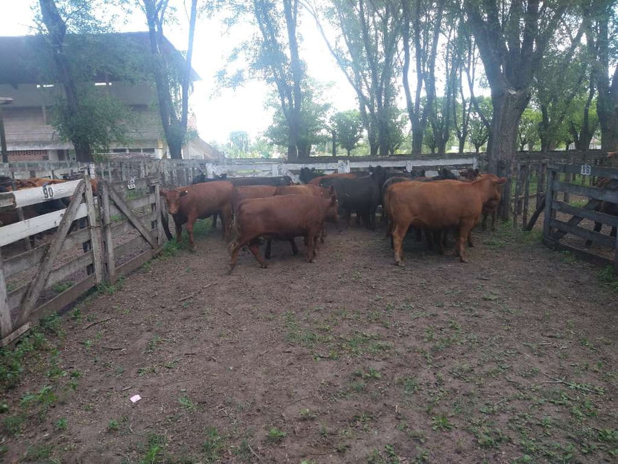 Lote 19 Vaquillonas en Gral. Lamadrid, Buenos Aires