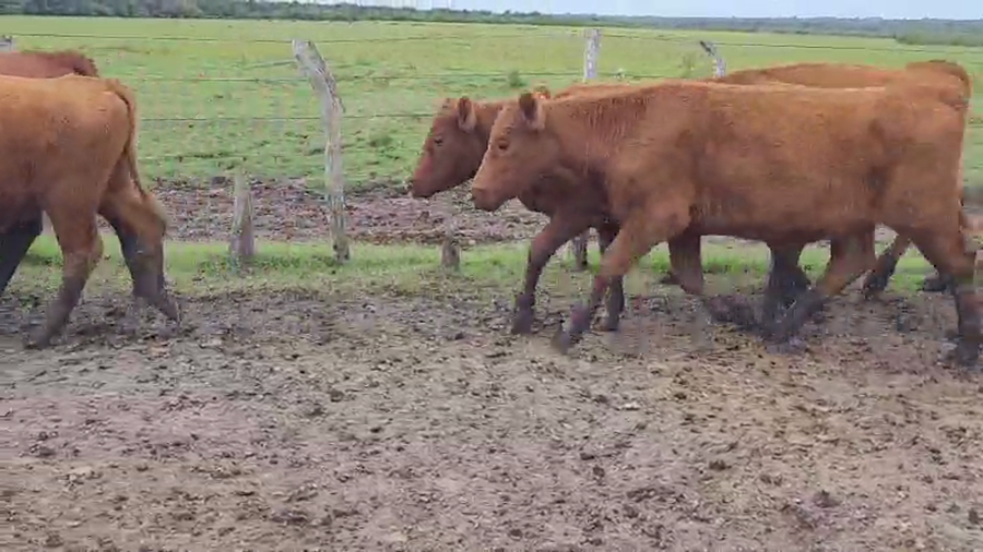 Lote 32 Novillitos en Villaguay, Entre Ríos