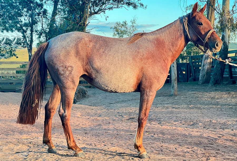 Lote CARQUEJA DEL CEIBAL