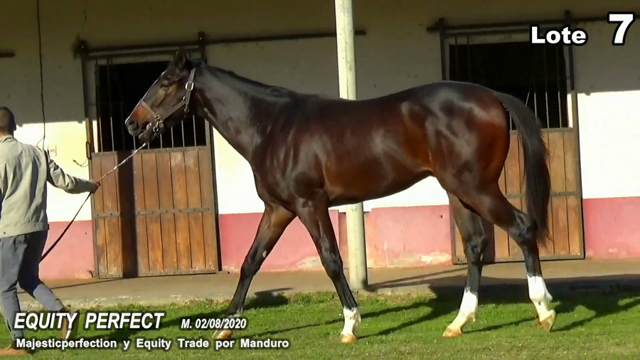Lote EQUITY PERFECT
