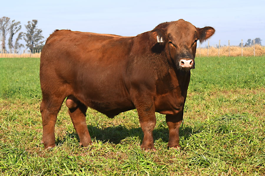 Lote RP 18560 - TOROS PP ELITE