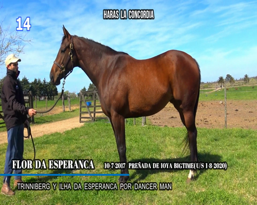 Lote FLOR DE ESPERANCA
