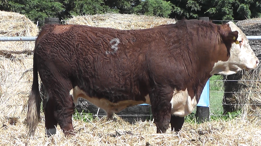 Lote TOROS P. HEREFORD PURO REGISTRADO