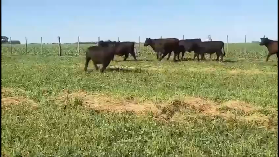 Lote 21 Novillitos