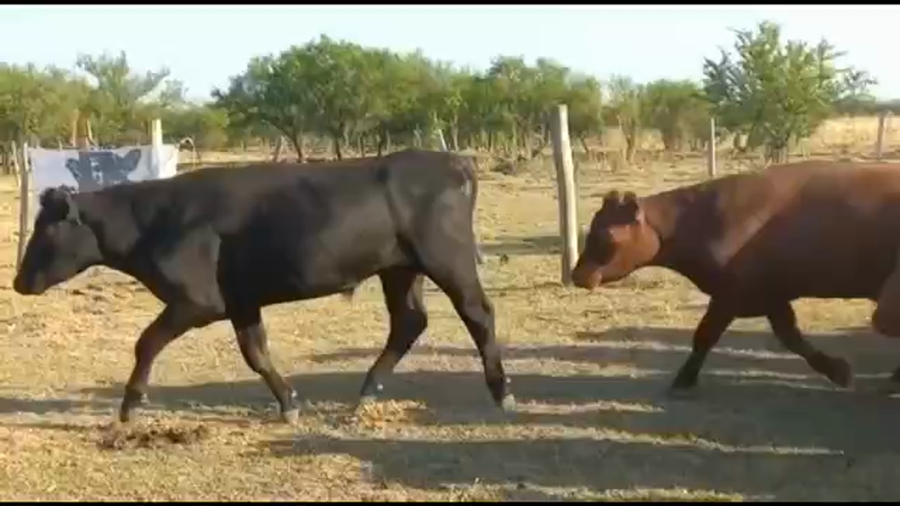 Lote 100 Novillos en San Salvador, Entre Ríos