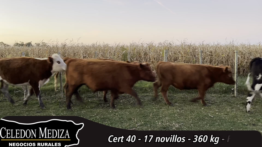 Lote 17 Novillos 1 a 2 años en Flores