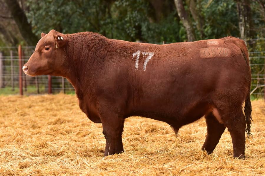 Lote TOROS ANGUS PC