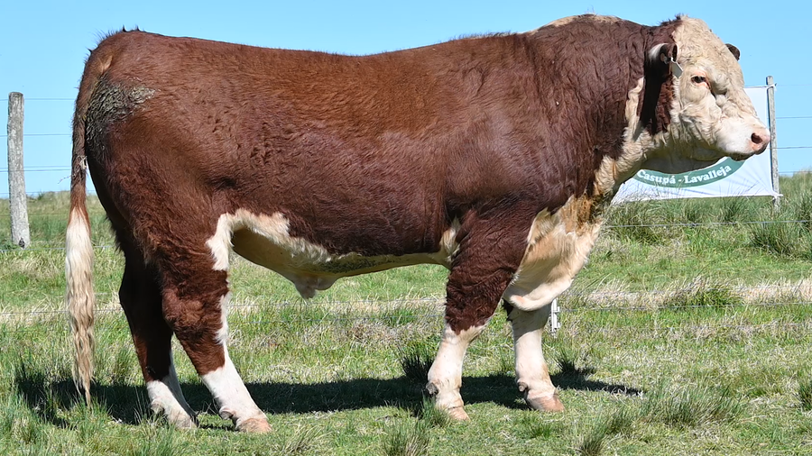 Lote 3 TOROS PUROS DE ORIGEN 2 AÑOS