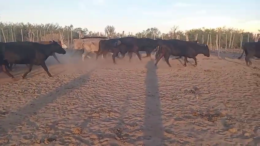 Lote 38 Vacas de invernar