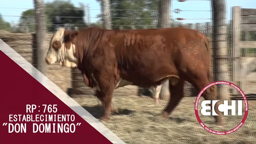 Lote TORO BRAFORD CABAÑA DON DOMINGO