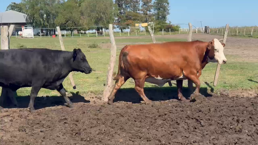 Lote 62 Vacas faena en Entre Ríos, San Jaime