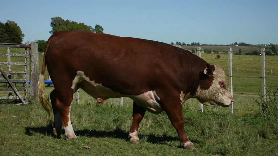 Lote "Doña Elisa", RP 1092