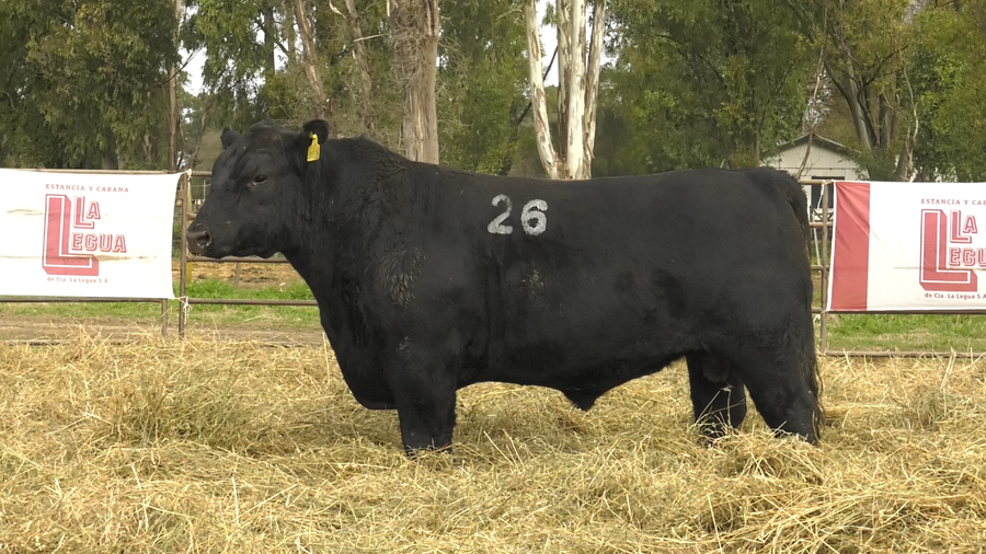 Lote TOROS ANGUS NEGROS  PC