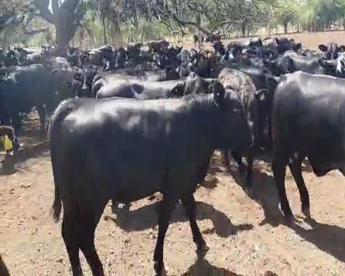 Lote 100 Vaquillonas Brangus de 310 Kg, en La Calera, Catamarca.-
