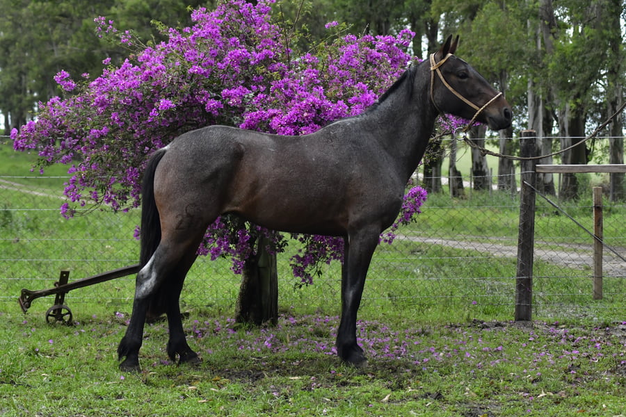 Lote Don Salvador