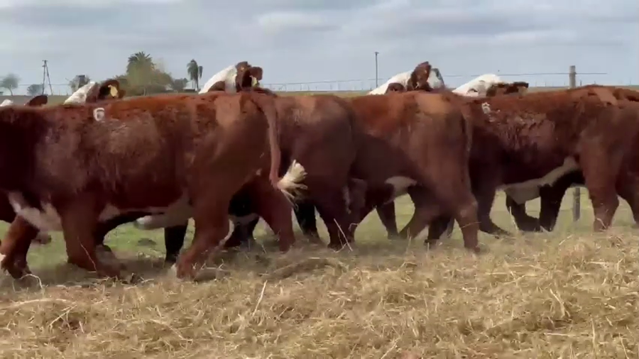 Lote 10 vaquillas Braford BO  para madres de "Olazul S.A."