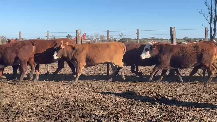 Lote 37 Vaquillonas preñadas