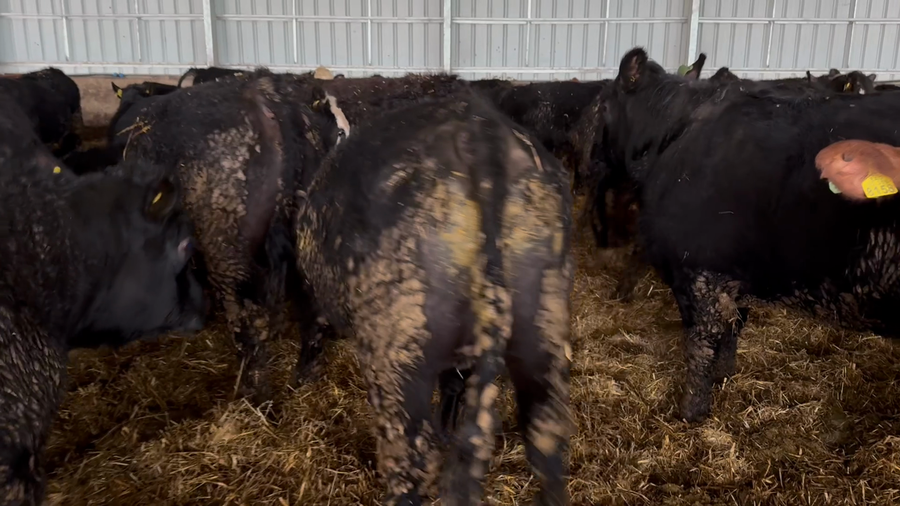 Lote 45 Novillo Gordo en Llanquihue, X Región Los Lagos