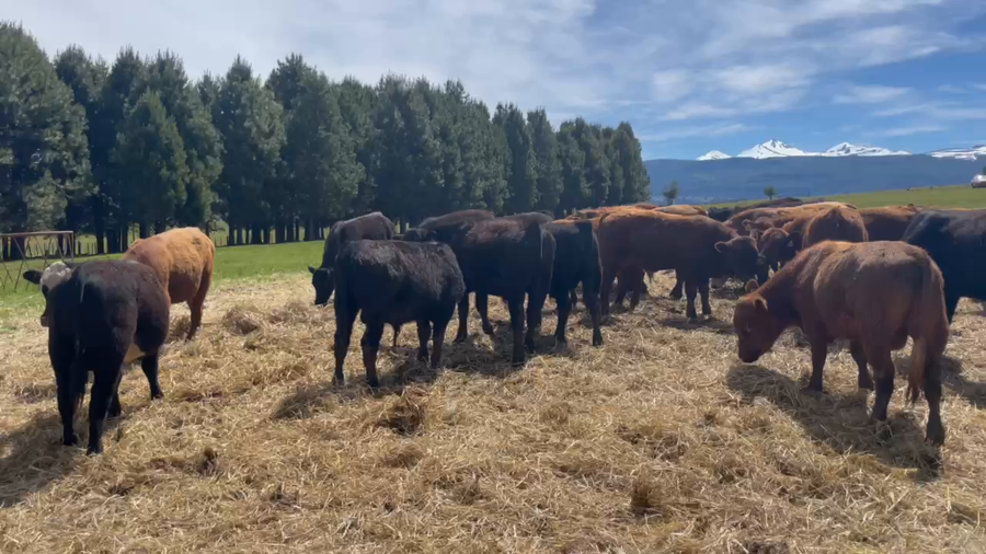 Lote 50 Ternero en Coyhaique, XI Región Aysén