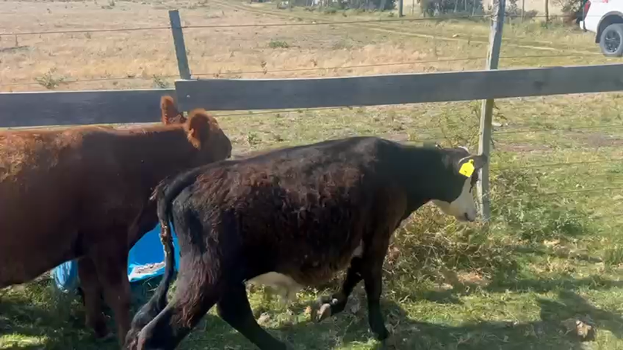 Lote 18 Terneros Enteros