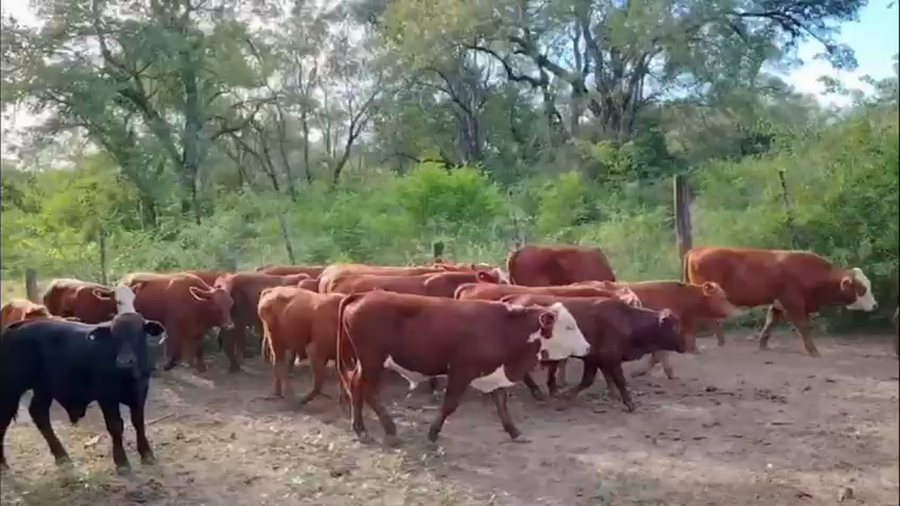 Lote 100 Terneros/as en Chaco, Pdcia. de La Plaza