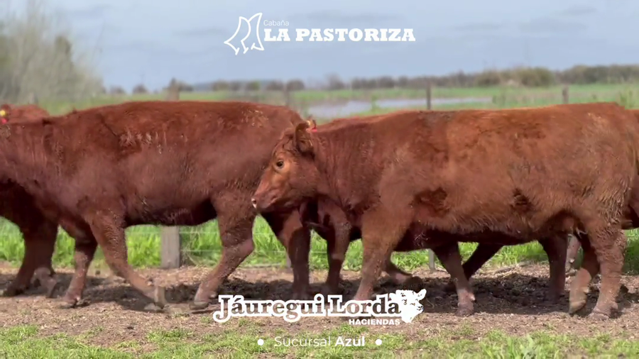 Lote 6 Vacas C/ gtia de preñez