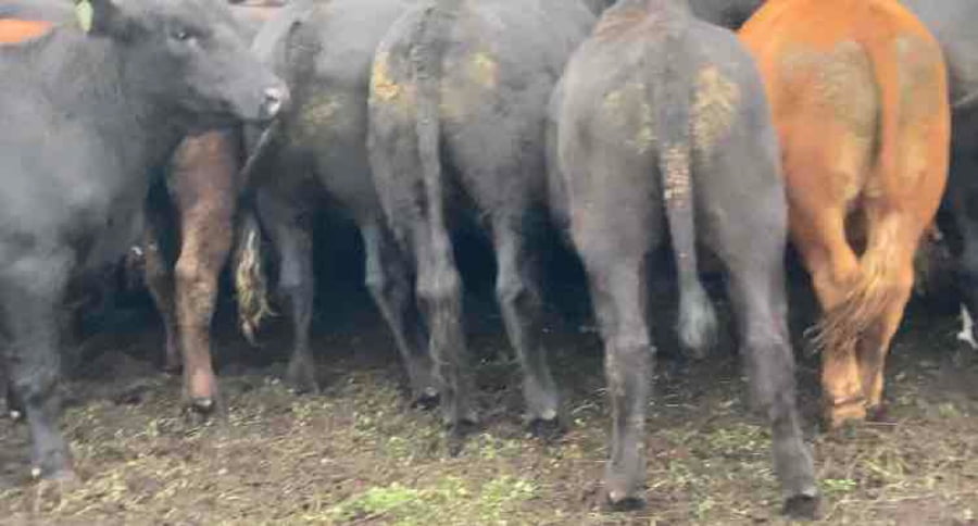 Lote 55 Novillo Engorda en Río Bueno, XIV Región Los Ríos