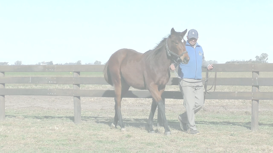Lote QUE FLUYA (BACKYARD HEAVEN -  DOS POR UNA)