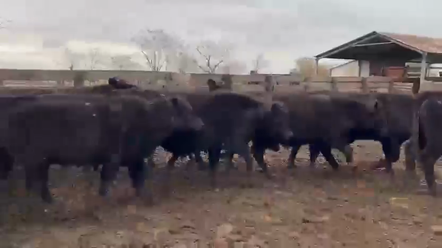 Lote 70 Terneros en Entre Ríos, Urdinarrain