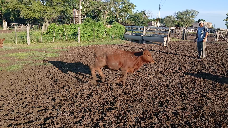 Lote 18 Terneros/as