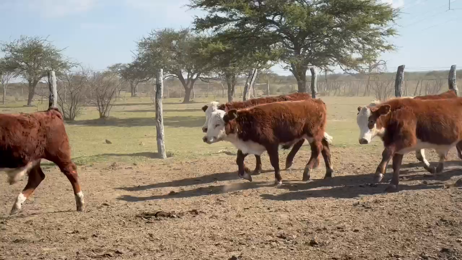 Lote 125 Terneros en Corrientes, Mercedes