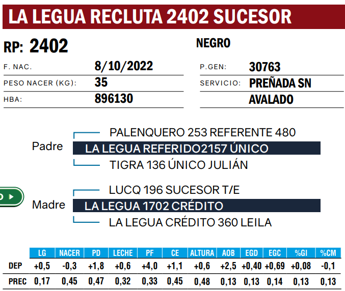 Lote VAQUILLONAS ANGUS  PP