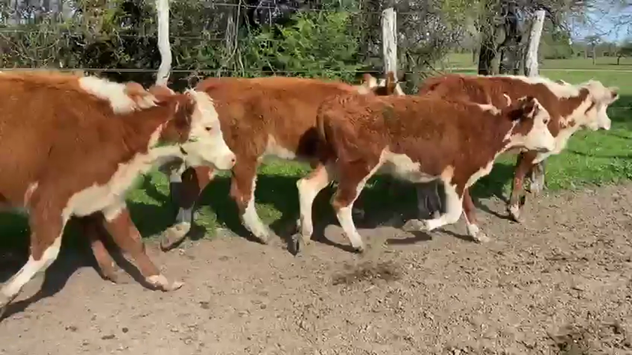 Lote 60 Terneras en Corrientes, Curuzú-Cuatiá