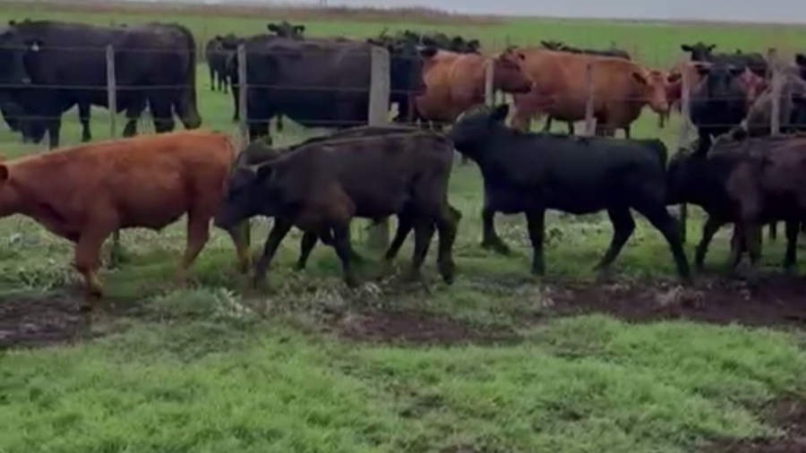 Lote 60 TERNS MACHOS Y HEMBRAS, C. CASARES, PCIA. DE BS. AS.