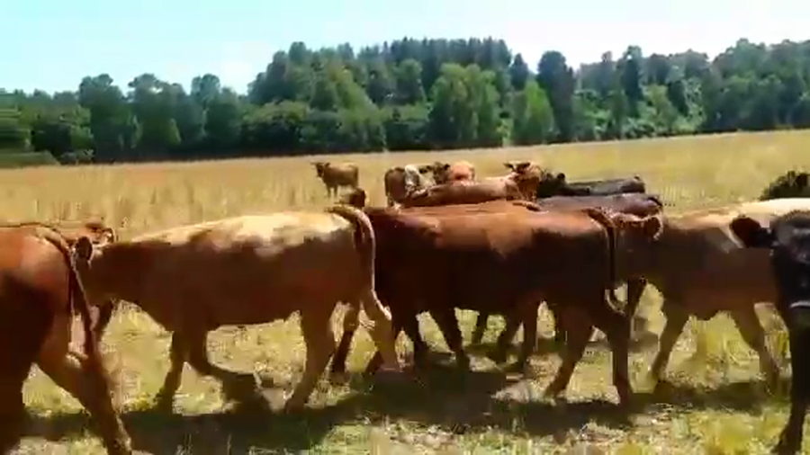 Lote 60 Novillo Engorda en Los Lagos, XIV Región Los Ríos